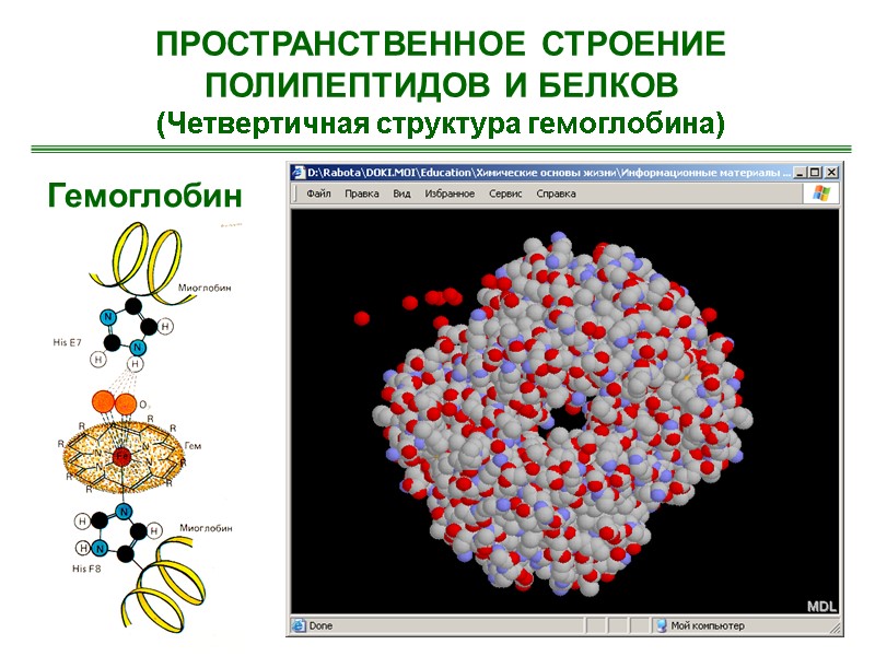 ПРОСТРАНСТВЕННОЕ СТРОЕНИЕ ПОЛИПЕПТИДОВ И БЕЛКОВ (Четвертичная структура гемоглобина) Гемоглобин